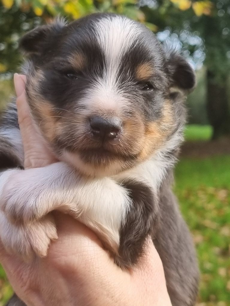 Des Cerberes De L'isaac - Chiot disponible  - Shetland Sheepdog