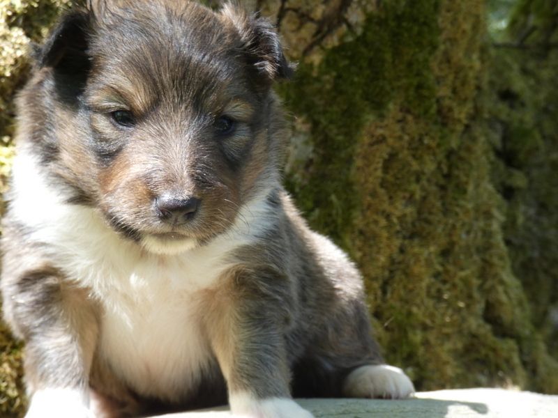 Des Cerberes De L'isaac - Chiot disponible  - Shetland Sheepdog