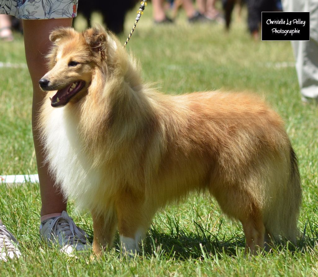 CH. Melchior cerberus (Sans Affixe)