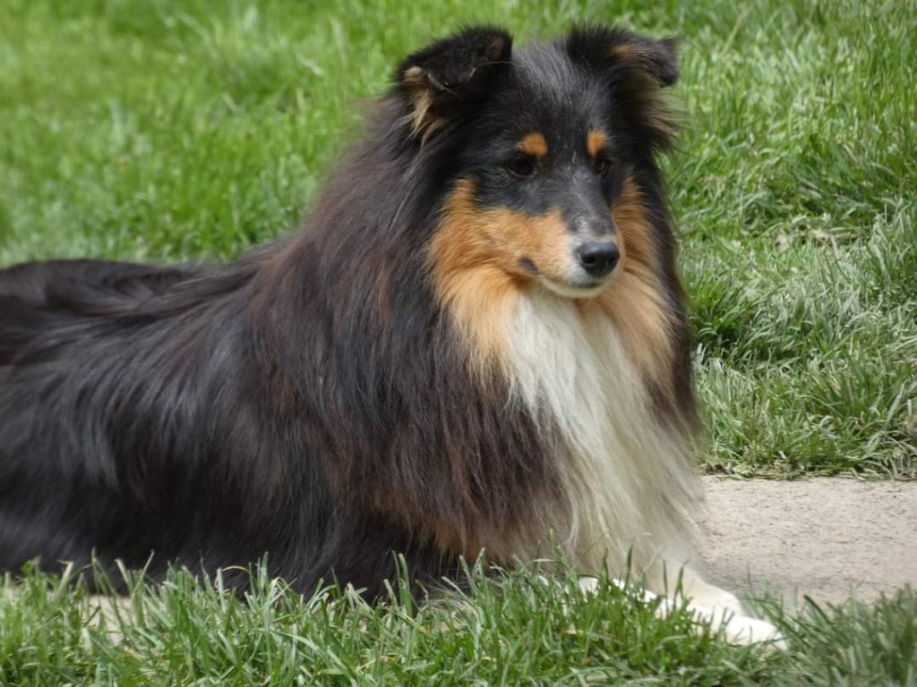 CH. Ottilia Des Cerberes De L'isaac
