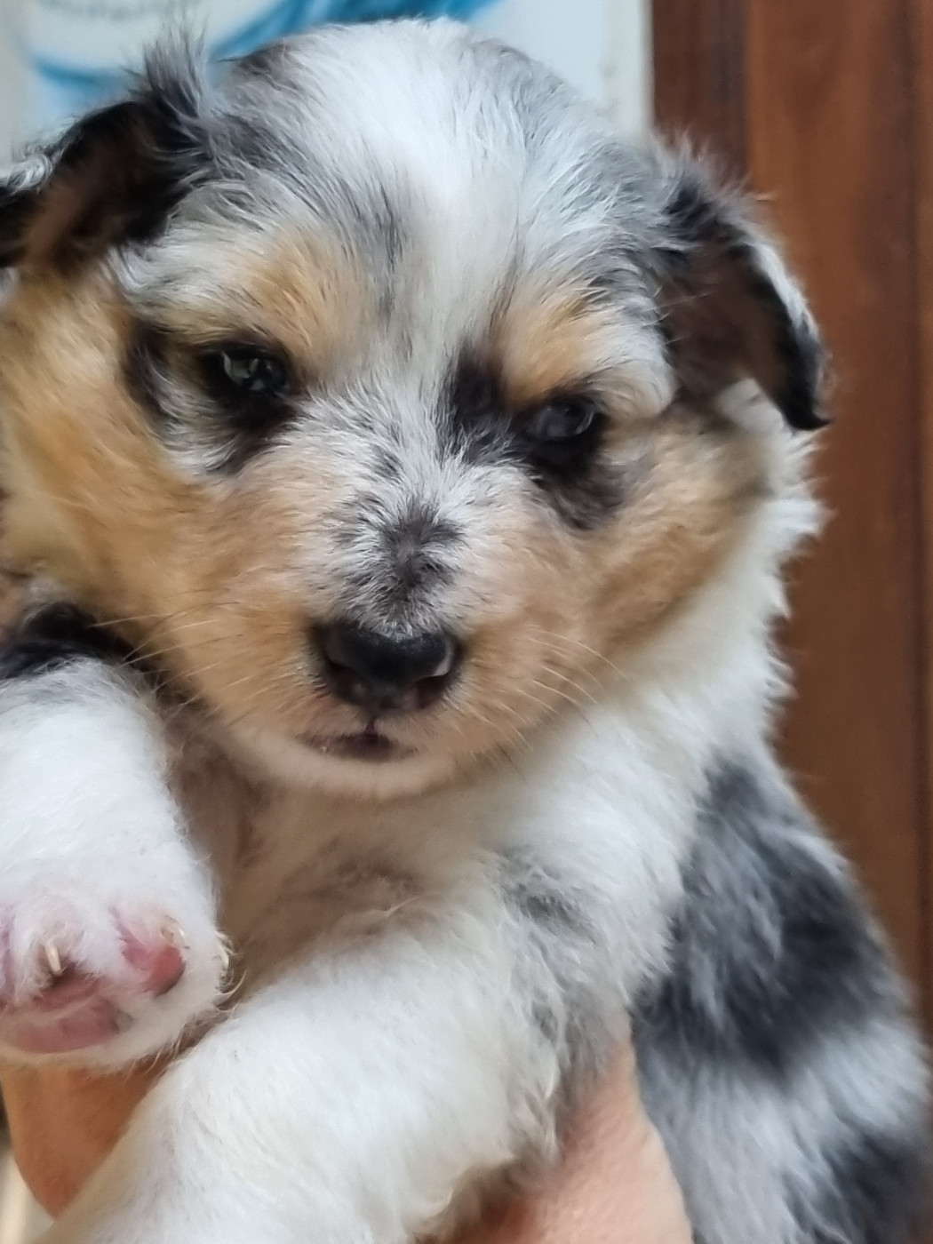 Des Cerberes De L'isaac - Nos 3 bébés