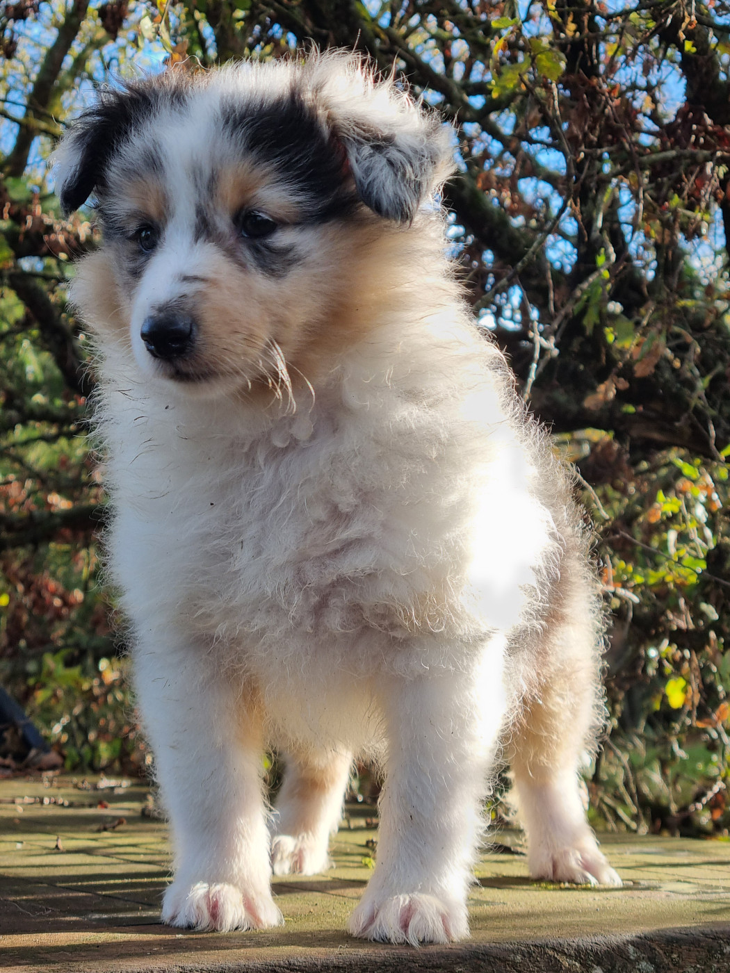 Des Cerberes De L'isaac - Chiots disponibles - Shetland Sheepdog