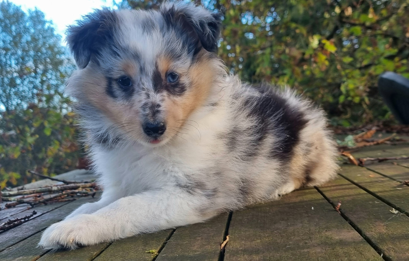 Des Cerberes De L'isaac - Chiots disponibles - Shetland Sheepdog