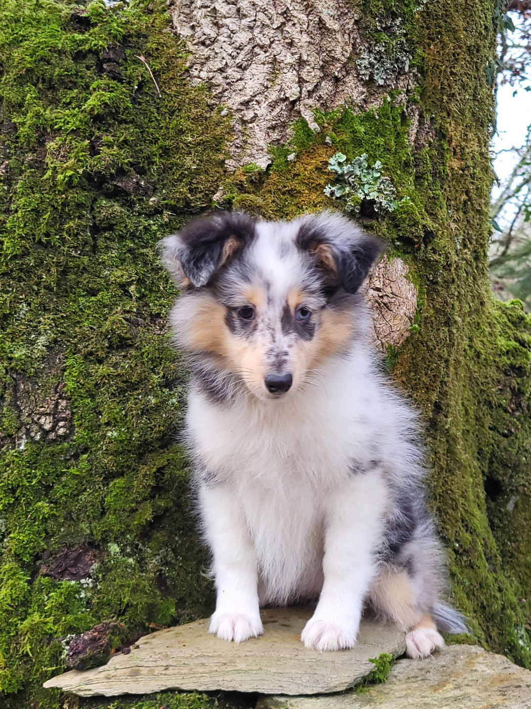 Des Cerberes De L'isaac - Chiots disponibles - Shetland Sheepdog