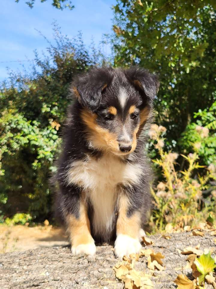 Des Cerberes De L'isaac - Chiots disponibles - Shetland Sheepdog