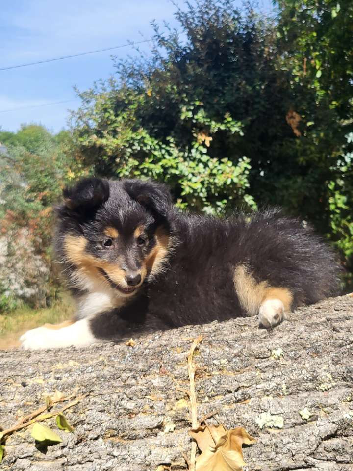 Des Cerberes De L'isaac - Chiots disponibles - Shetland Sheepdog