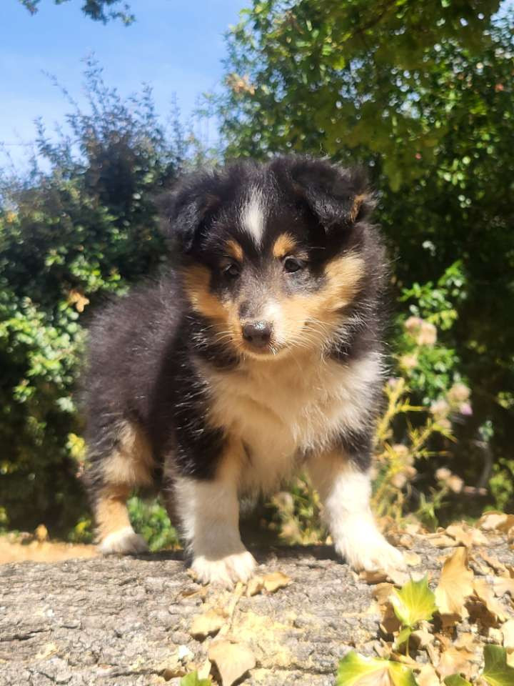 Des Cerberes De L'isaac - Chiots disponibles - Shetland Sheepdog
