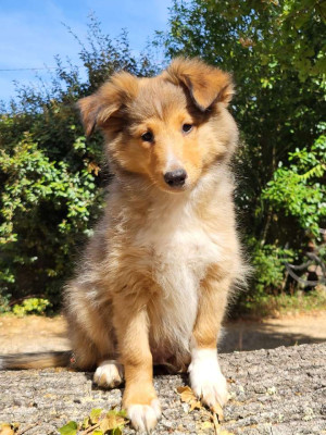 Chiot N°1