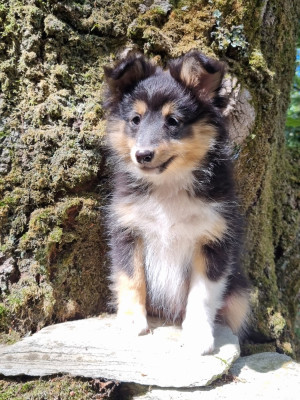 Chiot N°2